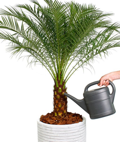 Arrosage de Phoenix Roebelenii Arrosage de Phoenix Roebelenii