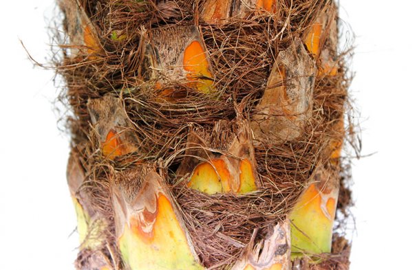 Phoenix Roebelenii in bloei Phoenix Roebelenii in bloei