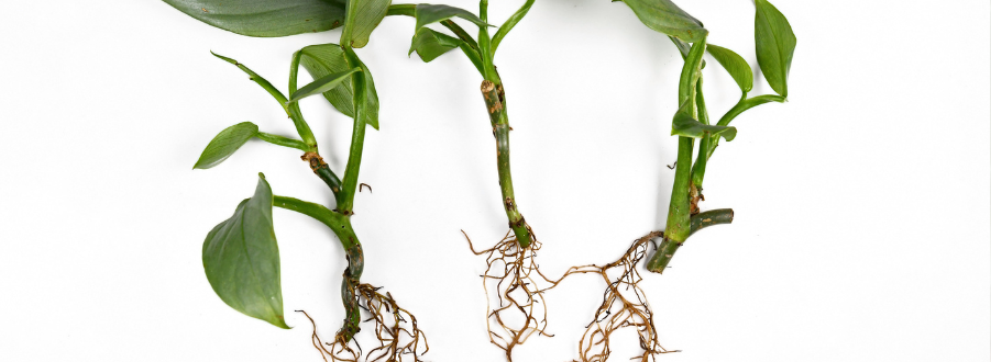 Comment bouturer un Philodendron ?