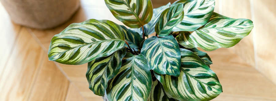 Bouturer la Calathea