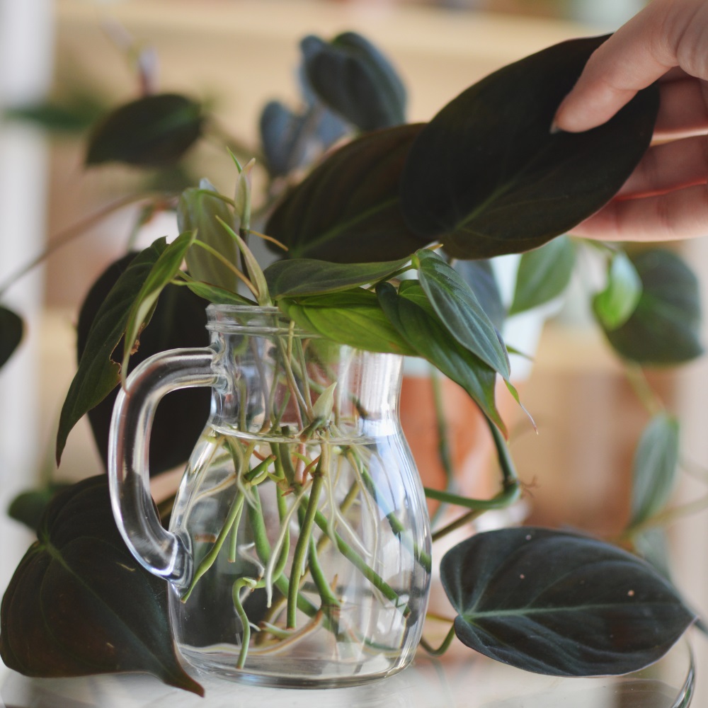Comment bouturer un Philodendron ? Comment bouturer un Philodendron ?