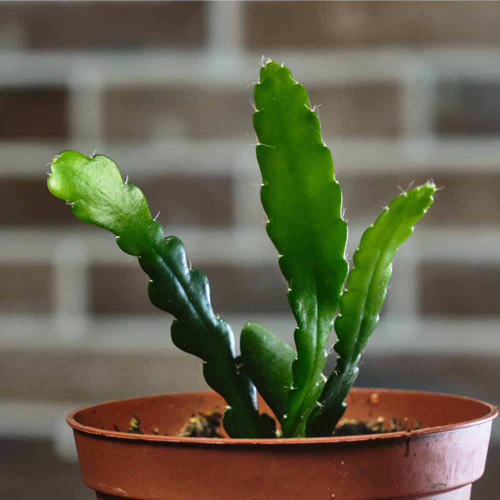 Bouturage du Cactus-Scie Bouturage du Cactus-Scie