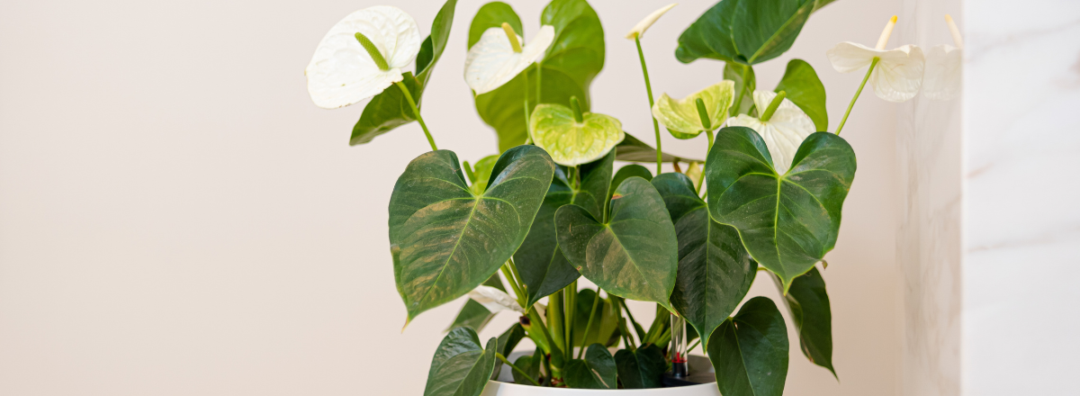 L’automne arrive : préparez vos plantes d’intérieur pour l’hiver L’automne arrive : préparez vos plantes d’intérieur pour l’hiver