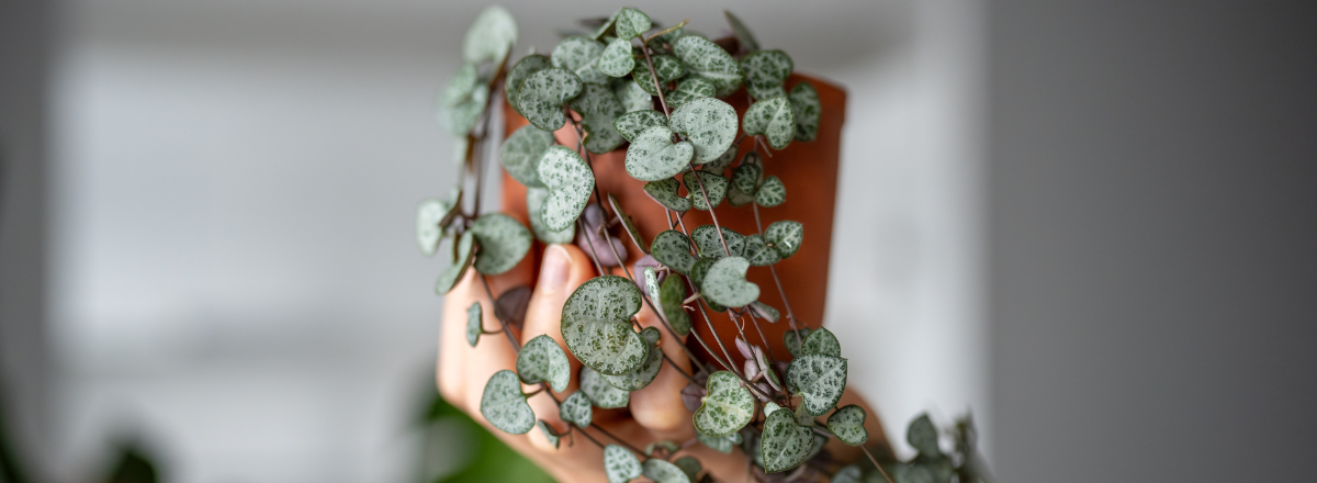 Bouturage de la plante lanterne chinoise Bouturage de la plante lanterne chinoise