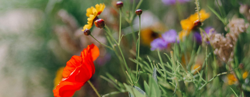 Top 5 meilleures plantes de bordure pour le jardin Top 5 meilleures plantes de bordure pour le jardin