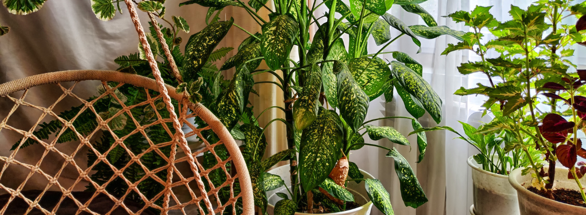 Bouturage de Dieffenbachia Bouturage de Dieffenbachia