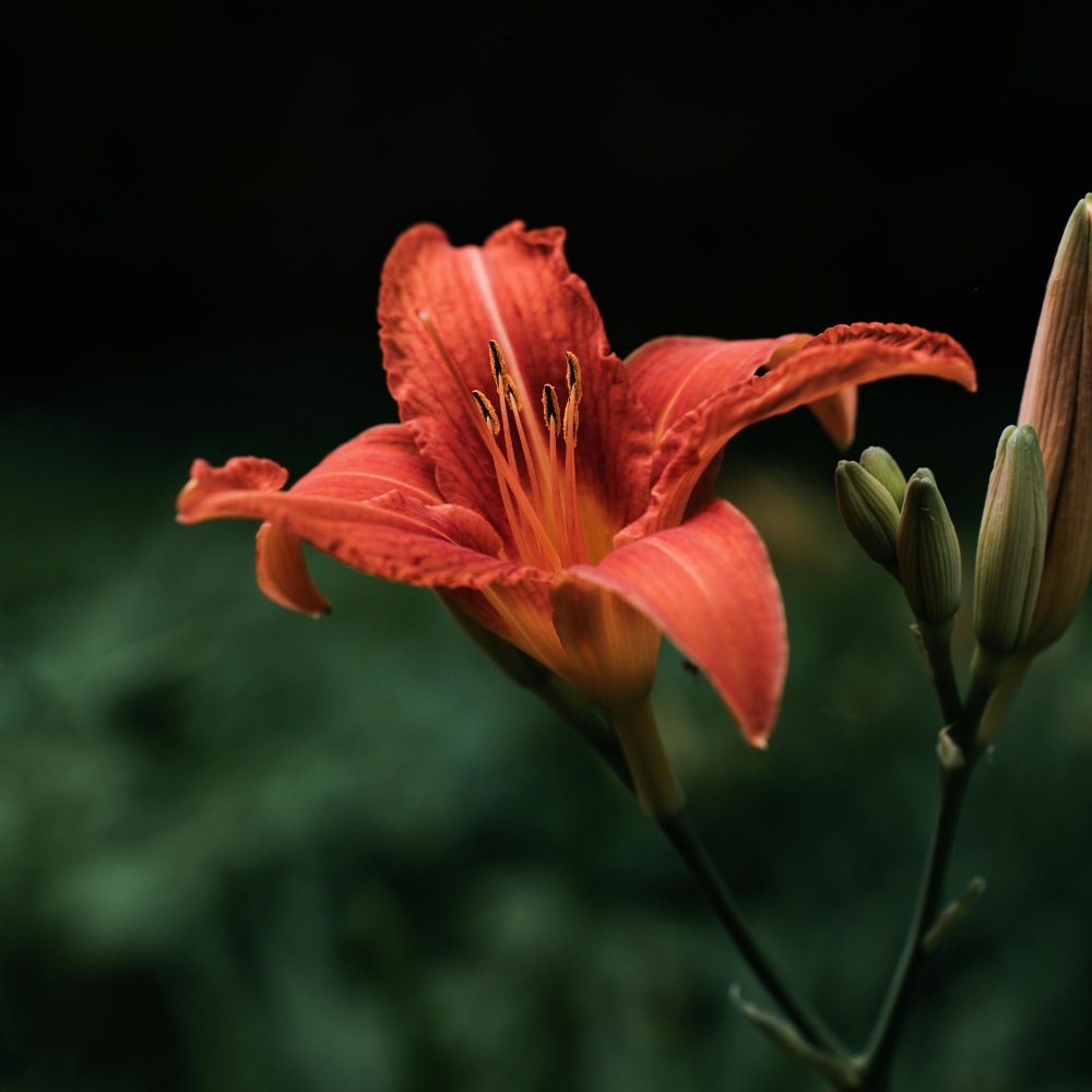 Top 10 des variétés de bulbes à fleurs qui illumineront votre jardin en 2025 Top 10 des variétés de bulbes à fleurs qui illumineront votre jardin en 2025