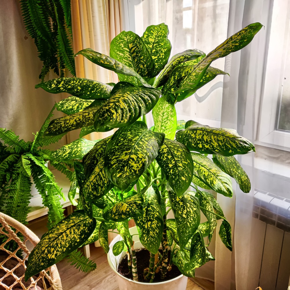 Bouturage de Dieffenbachia Bouturage de Dieffenbachia