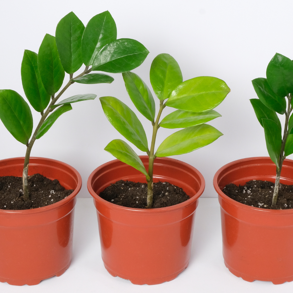 Bouturer le Zamioculcas Bouturer le Zamioculcas