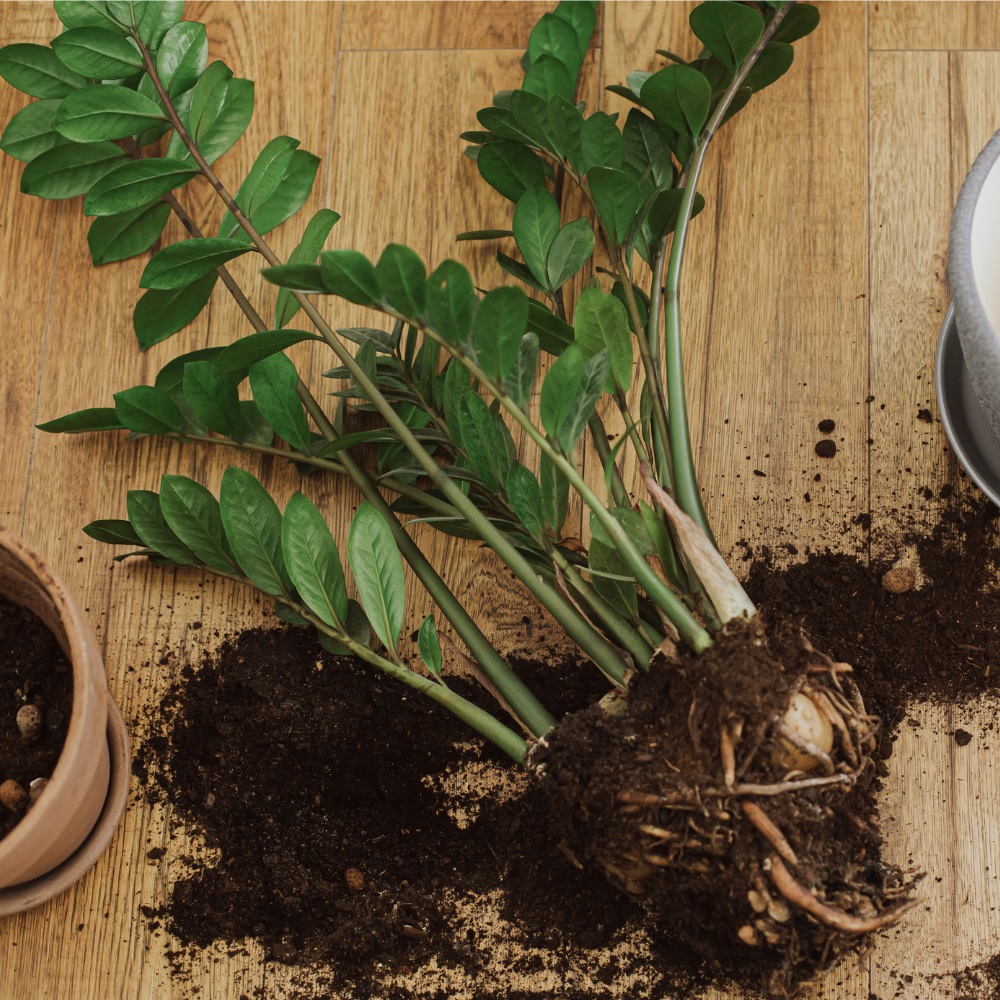 Bouturer le Zamioculcas Bouturer le Zamioculcas
