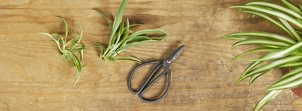 Boutures de Phalangère ramifiée, étape par étape