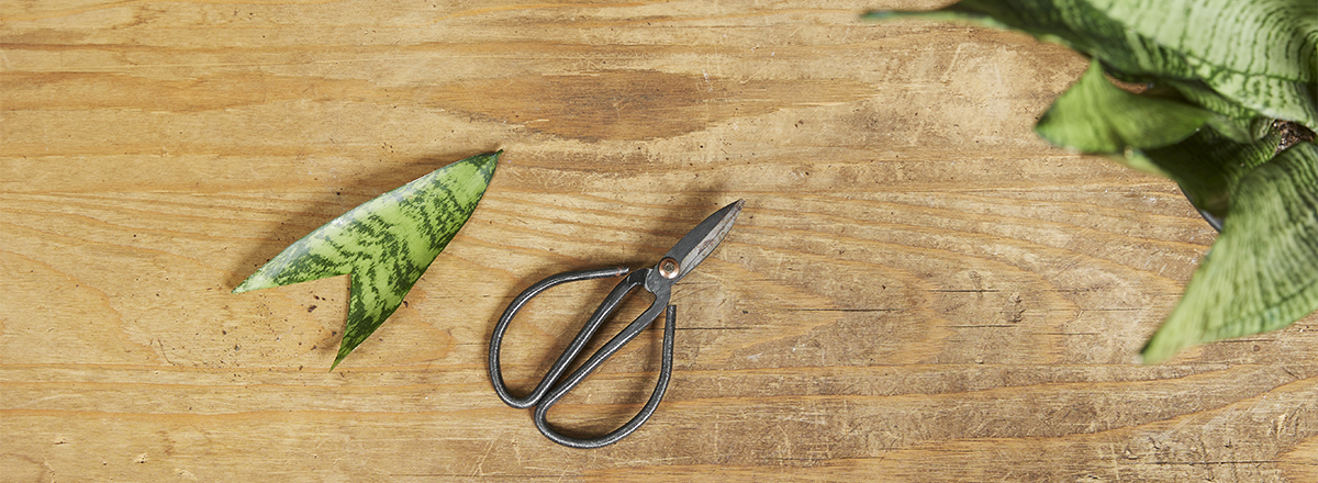 Boutures de sansevieria, comment faire ?
