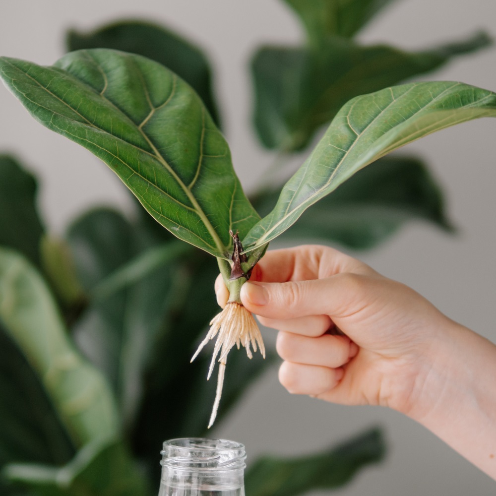 Boutures de ficus Boutures de ficus