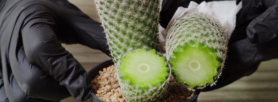 Bouturer un cactus, comment faire ? Bouturer un cactus, comment faire ?