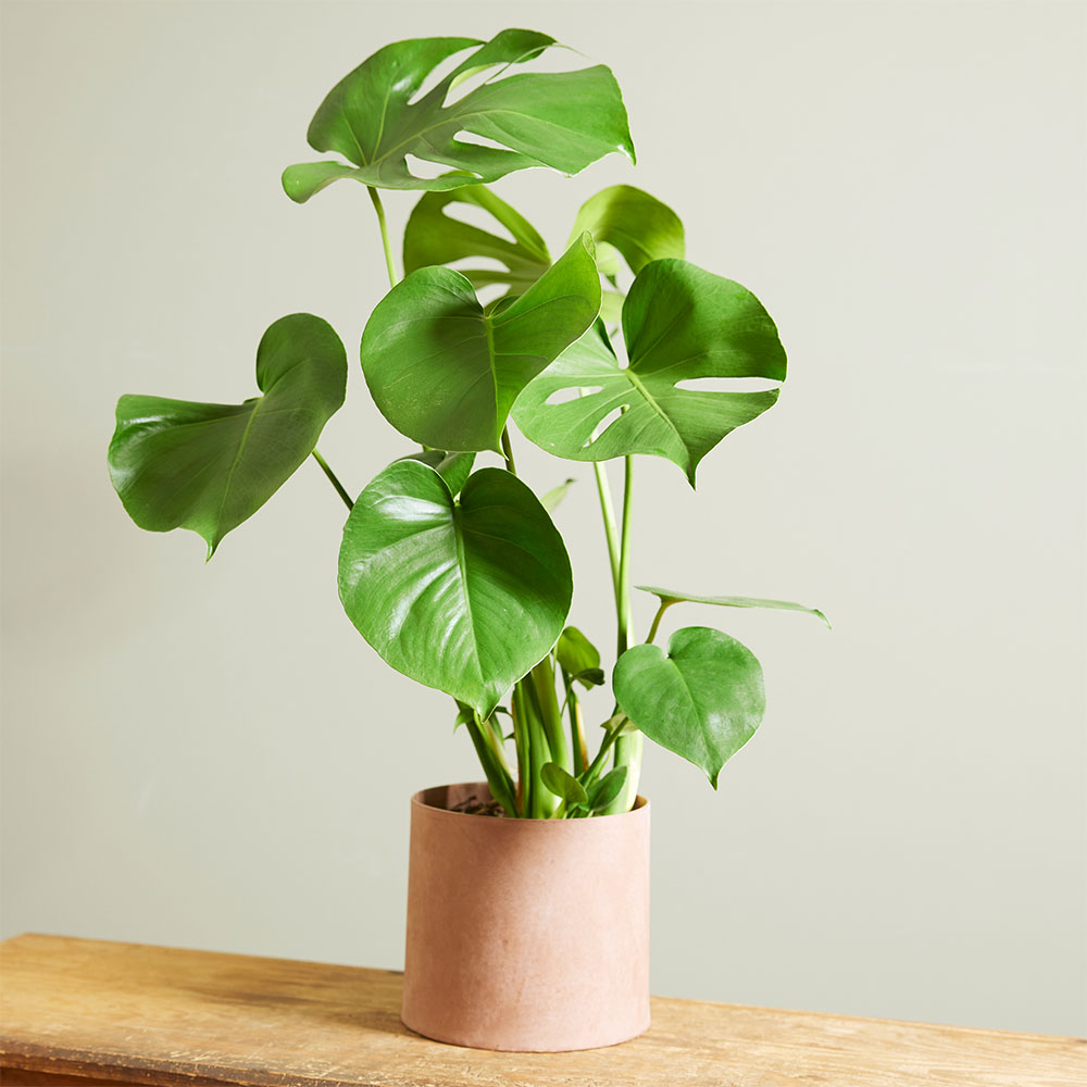 Boutures de Monstera en 3 étapes Boutures de Monstera en 3 étapes