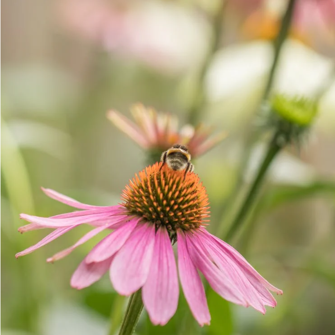 Top 5 meilleures plantes de bordure pour le jardin Top 5 meilleures plantes de bordure pour le jardin