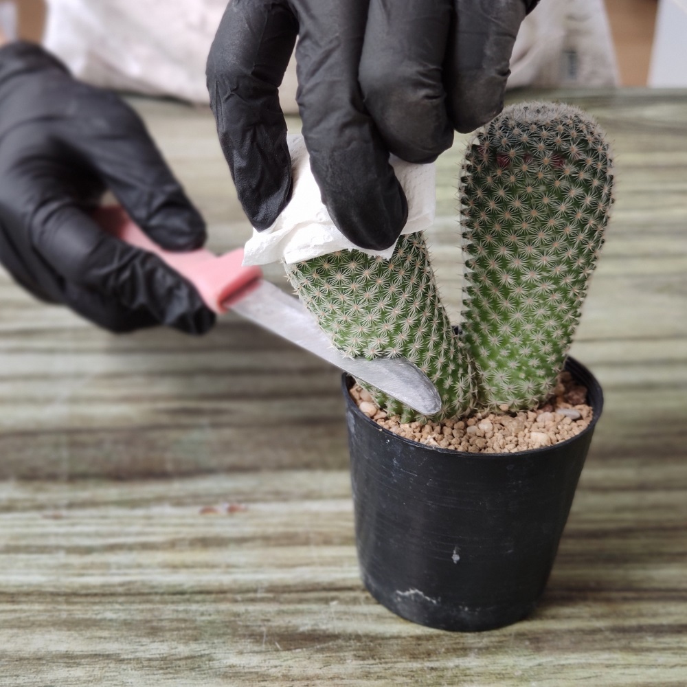 Bouturer un cactus, comment faire ? Bouturer un cactus, comment faire ?