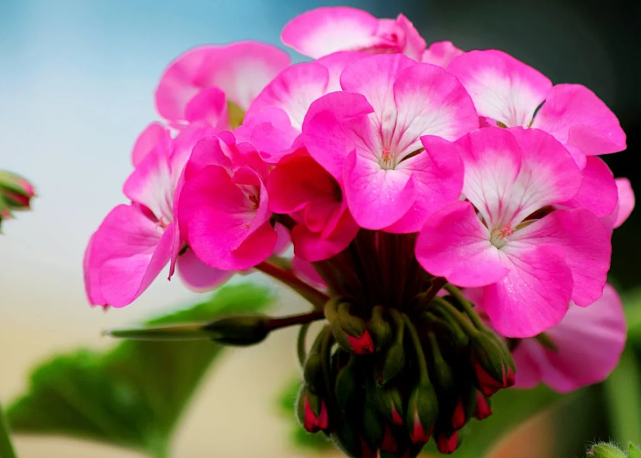 Les 5 meilleures plantes vivaces pour un magnifique jardin Les 5 meilleures plantes vivaces pour un magnifique jardin