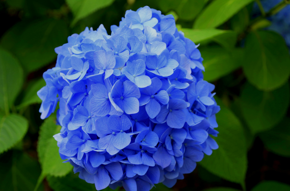 Top 10 plantes fleuries pour un jardin coloré Top 10 plantes fleuries pour un jardin coloré