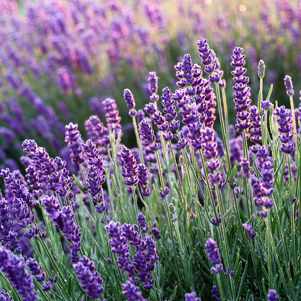 Top 10 plantes vivaces pour un jardin facile d'entretien Top 10 plantes vivaces pour un jardin facile d'entretien