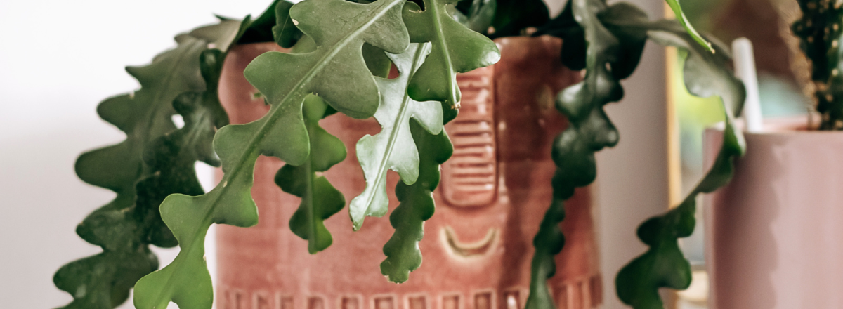 Bouturage du Cactus-Scie Bouturage du Cactus-Scie