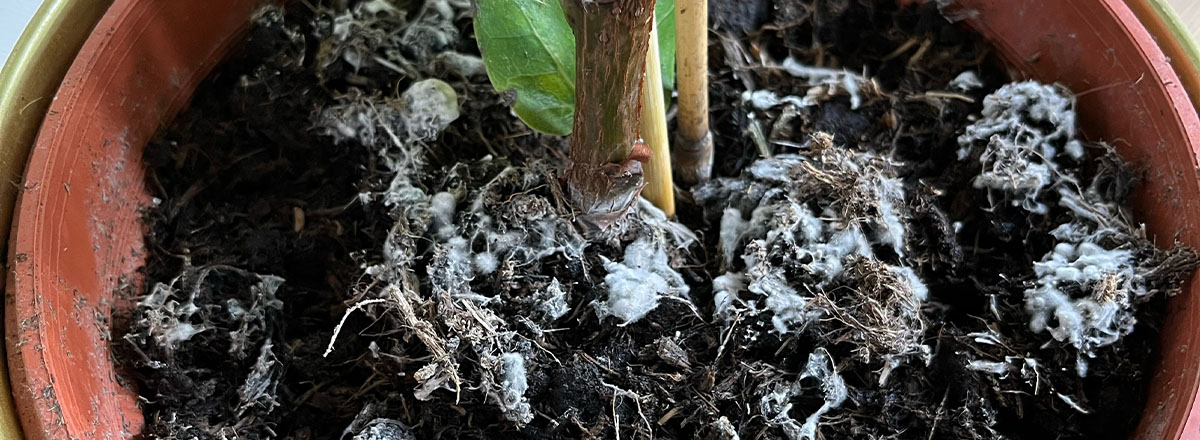 Moisissure sur une plante d'intérieur, que faire ?
