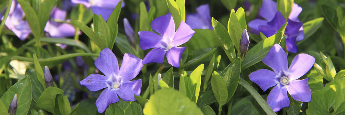 Top 10 des plantes vivaces Top 10 des plantes vivaces