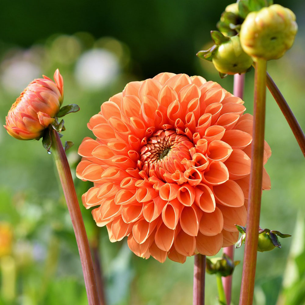 Nouveau! Notre assortiment de plantes de jardin Nouveau! Notre assortiment de plantes de jardin