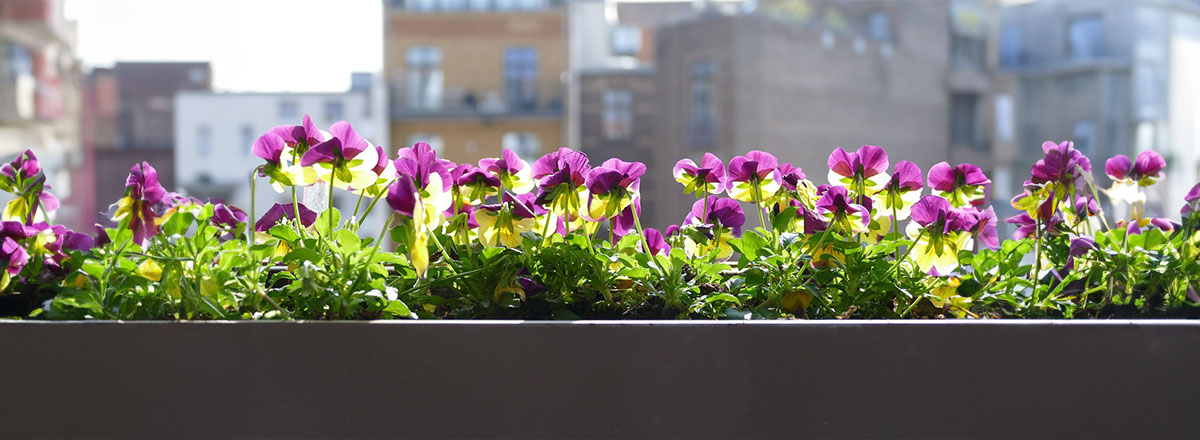 Plantes de balcon : Quelles sont les plantes qui égayent votre balcon?