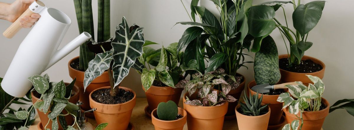 6 plantes d'intérieur qui ont besoin de peu de lumière 6 plantes d'intérieur qui ont besoin de peu de lumière