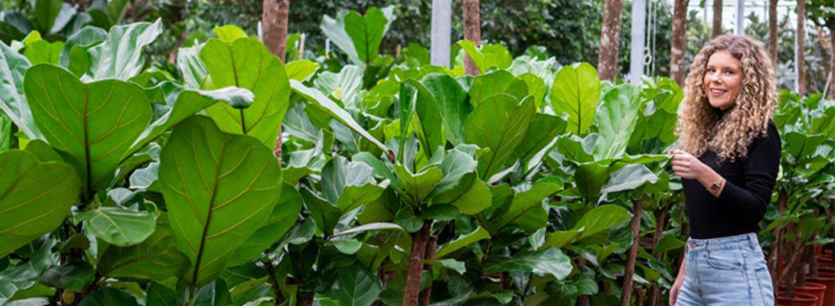 Plantes d'intérieur populaires en 2025