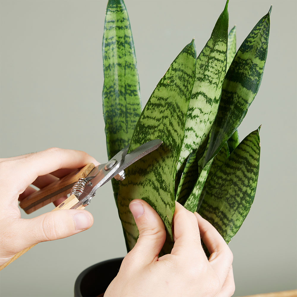 Boutures de sansevieria, comment faire ? Boutures de sansevieria, comment faire ?