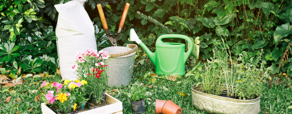 Top 10 plantes vivaces pour un jardin facile d'entretien