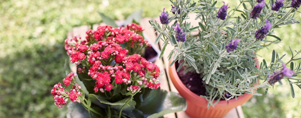 Les 5 meilleures plantes vivaces pour un magnifique jardin