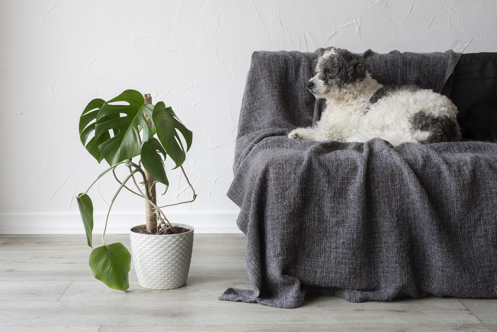 Plantes et animaux domestiques : des choix sûrs pour l’hiver