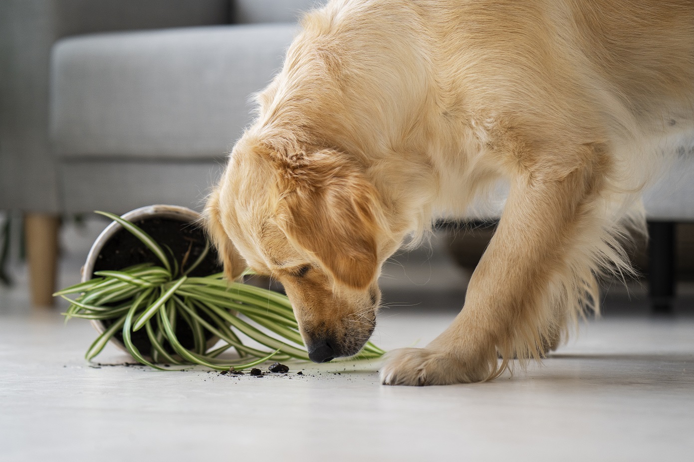 Plantes et animaux domestiques : des choix sûrs pour l’hiver Plantes et animaux domestiques : des choix sûrs pour l’hiver